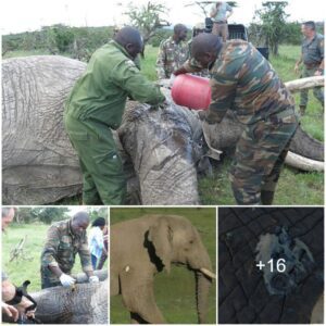 Brave Intervention: Elephant in Olarro Conservancy Receives Urgent Medical Care