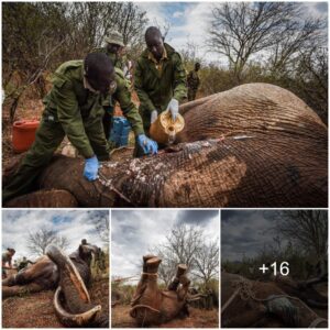 Life-Saving Partnership: DSWT and KWS Unite to Rescue Poisoned Elephant in Tsavo