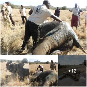 Miraculous Comeback: Elephant Triumphs Over Severe Injury in Karisia Wildlife Conservancy