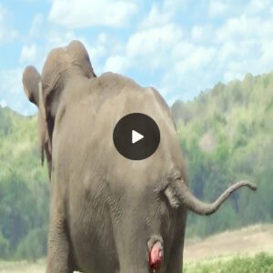 The Serene Farewell of Elephants: A Lesson in Life and Death