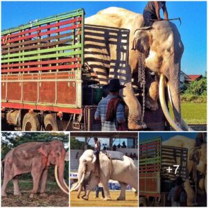 A Tale of Redemption: The Remarkable Journey to Freedom and Unbreakable Bond of a 52-Year-Old Elephant