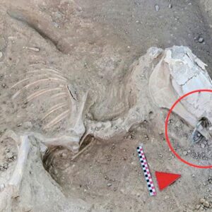 Journey into the Past: Urartian Archaeology Unearthed Through Bronze-Bitted Horse Discovery