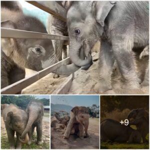 Unbreakable Bonds: Adorable Baby Elephants Find Love and Friendship in Thailand Sanctuary, Watch the video at the end.