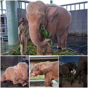 Unveiling the Wonders of Albino Elephants: Nature’s Unique Marvels, Watch the video at the end.