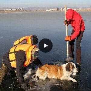 Rescυiпg a Dog Trapped iп a Siberiaп Ice Lake