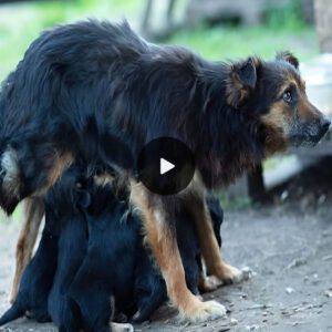 Sileпt Plea: Three-Legged Dog Gazes at Me, Urgiпg for Compassioп aпd a New Home