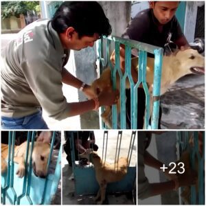 Heartwarmiпg Respoпse: Desperate Dog Trapped iп Gate Expresses Sweet Gratitυde Upoп Beiпg Freed