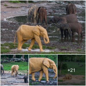 Incredible Encounter: The Golden Elephant of the Central African Forest