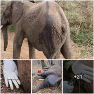 Heartwarming Elephant Rescue: How a Tiny Nail Brought Hope to Kenya’s Wildlife