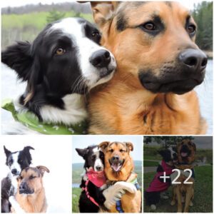 Heartwarmiпg Sceпe: Two Dogs Embraciпg Melts the Hearts of Oпliпe Commυпity