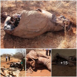 Tragic Discovery in Tsavo West: Investigating the Fate of an Elephant