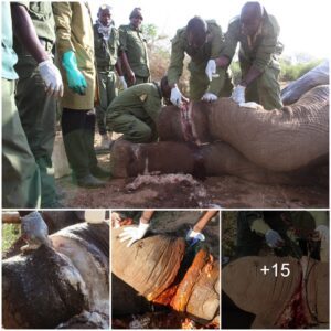 Kenya Wildlife Service’s Heroic Rescue of Injured Elephant near Sala’s Gate