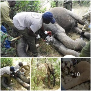 Rescue and Recovery: Brave Young Elephant Receives Life-Saving Treatment