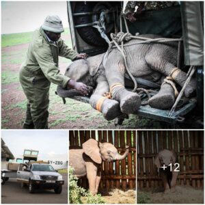 Rescued Baby Elephant Naboisho Incredible Journey to Joy and Freedom