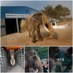 India’s Pioneering Elephant Hospital: Rescuing Entertainment Industry Elephants