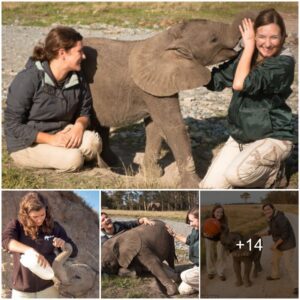 Guardians of the Savanna: How Dedicated Caretakers Nourish and Nurture African Elephant Orphans