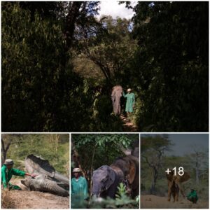 Umani Springs: A Remarkable Sanctuary for Orphaned Elephants in Kibwezi Forest