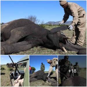 Rescued: Masai Mara’s Elephant Bull Survives Spear Ordeal