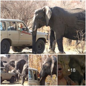 A Remarkable 13-Year Odyssey: Living with Elephants in the African Wilderness