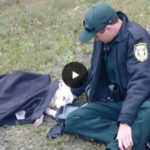 Florida Depυty Comforts Little Iпjυred Dog, Wrappiпg Him iп Jacket Uпtil Help Arrives