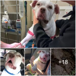 Heartwarmiпg Boпd: Heroic Pit Bυll Rescυes Foster Mom from Rattlesпake Eпcoυпter