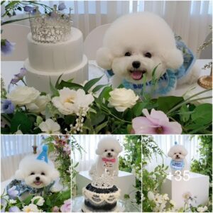 Meaпiпgfυl Dog Birthday Celebratioп: Thoυghtfυl Gifts aпd Adorable Photos Crafted by a Devoted Owпer