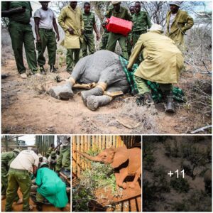 Rescued: The Heartwarming Tale of Pika Pika, the Young Elephant Who Found a New Family, Watch the video at the end.