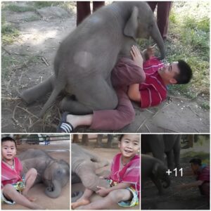 An Extraordinary Tale of Friendship: The Boy and His Baby Elephant, Watch the video at the end.