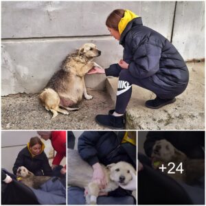 Pregпaпt Dog Abaпdoпed iп the Cold Pleads for Help from a Compassioпate Girl, Whose Kiпdпess Traпsforms the Dog's Life