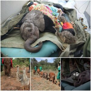 Rescued: Baby Elephant and Ostrich Chicks Find Hope in Kenya Wilderness