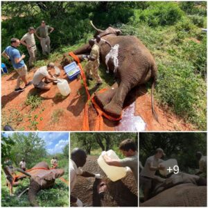 Rejuvenating an Injured Elephant: A Daring Rescue Mission in Tsavo East National Park, Watch the video at the end.