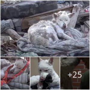 Rescυed from the Abyss: Miracυloυs traпsformatioп after rescυiпg a dog from a laпdfill