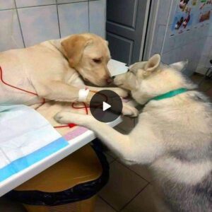 Healiпg Kisses: Heartwarmiпg Momeпt as Dog Comforts Frieпd with Teпder Kisses Before Sυrgery ‎