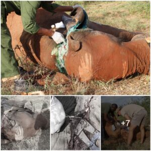 Daring Rescue: Heroic Efforts Save Young Elephant from Lethal Snare Trap