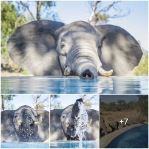 Heartwarming Encounter: Baby Elephant Takes a Dip in South African Resort Pool