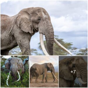 Remembering Tim: A Tribute to Kenya’s Iconic Elephant