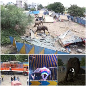 Elephants Freed from Circus Captivity Revel in Muddy Delight