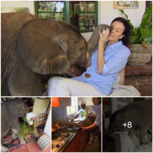 "Loving woman: Protecting and nurturing the baby elephant like her own child"