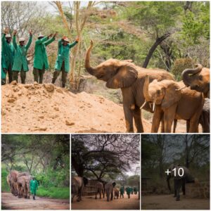 Revealing the Enchanted World of Kibwezi Forest: Where Orphaned Elephants Find Hope and Harmony