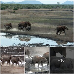 Adorable Baby Elephants Overcome Muddy Obstacles in South African Safari Adventure