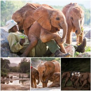 The Incredible Journey of the Kaluku Trio: Young Elephant Heroes, Watch the video at the end.