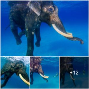 Golden Odyssey: The Incredible Journey of Bay, the Solitary Swimming Elephant in the Bay of Bengal Islands