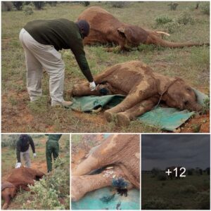 Heroic Elephant Rescue: Saving a Young Calf Attacked by Lions