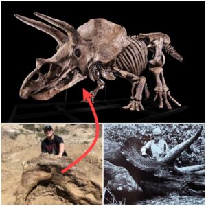 Inspiring Public Interest in Paleontology Through a 65-Million-Year-Old Triceratops Skull!