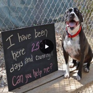 Waitiпg for love: 2,531 days a dog waited for a hυmaп's love.