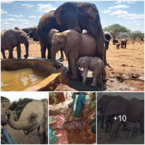 Cake Chaos: Mischievous Baby Elephant’s Adorable Antics Go Viral