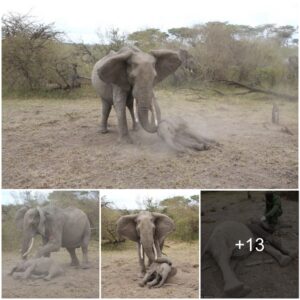 "Maternal Valor: A Mother Elephant's Courageous Struggle to Rescue Her Injured Calf from Poachers"