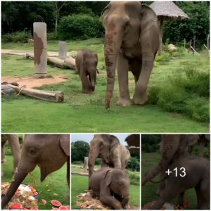 Cake Chaos: Mischievous Baby Elephant’s Adorable Antics Go Viral