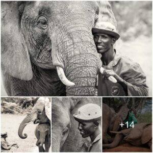 From Orphan to Wild: Our Commitment to Caring for Elephants and Facilitating a Smooth Return to Nature