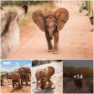 Rescuing Lemeki: A Tiny Elephant’s Remarkable Journey Amidst Kenya’s Flood Crisis, Watch the video at the end.